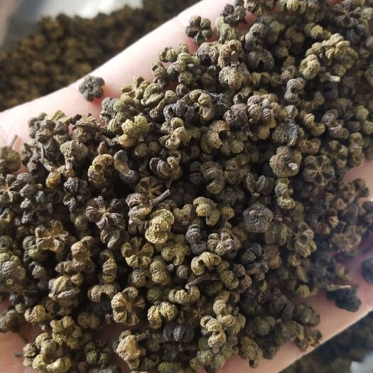 河池吴茱萸  广西中花大颗粒