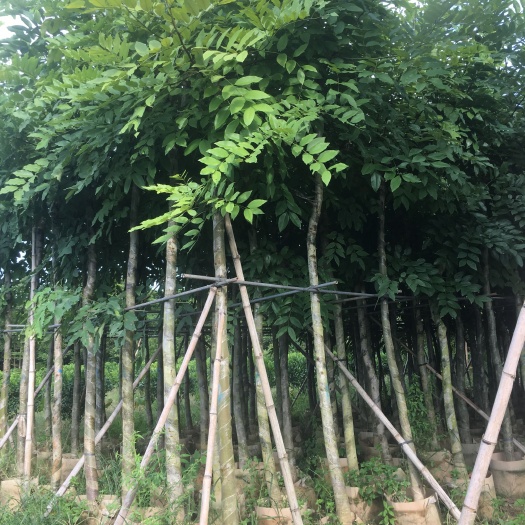 产地直销5-8-10-12分腊肠树袋苗