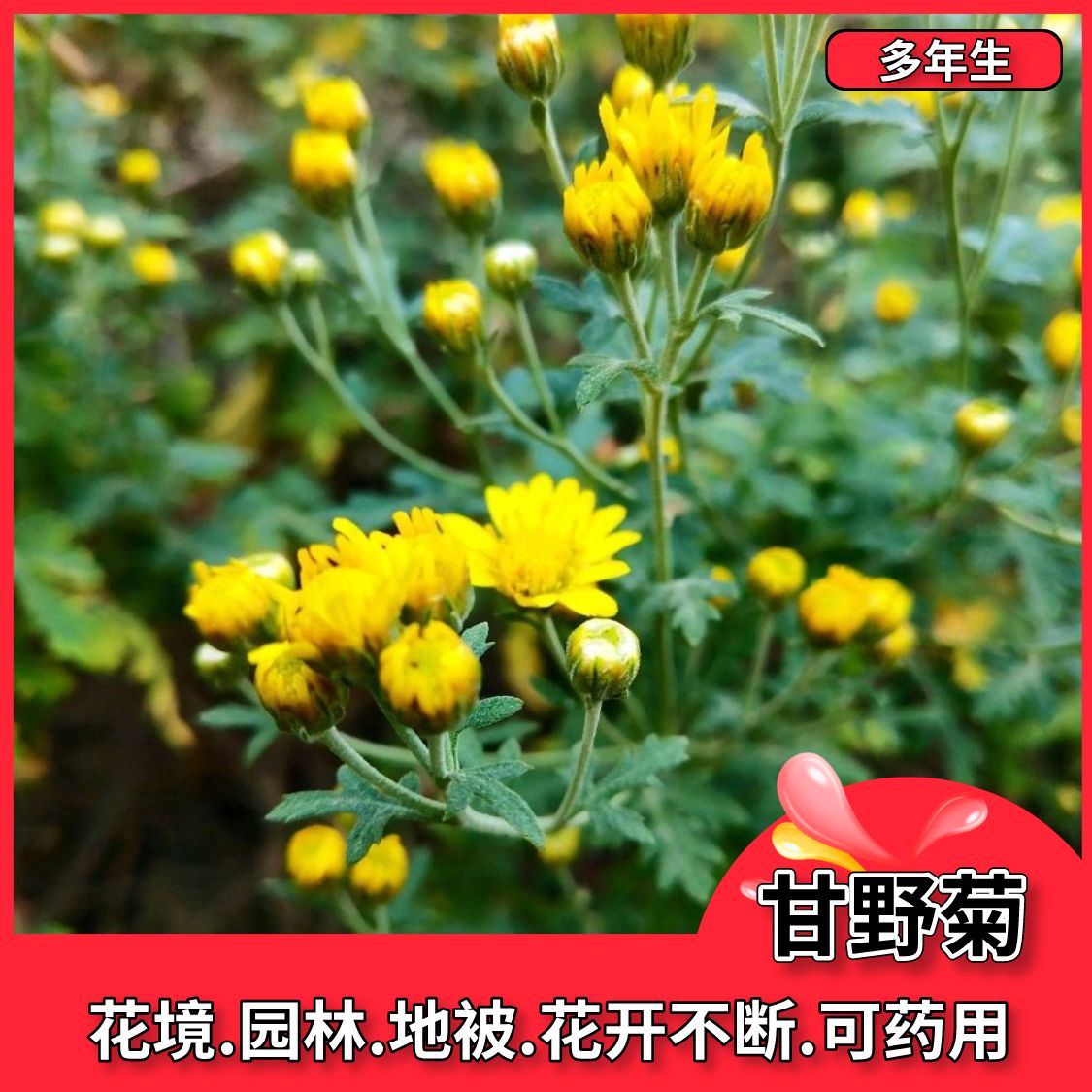 沭阳县散装甘野菊种子新货菊花种子花卉种子四季播花种子包发芽