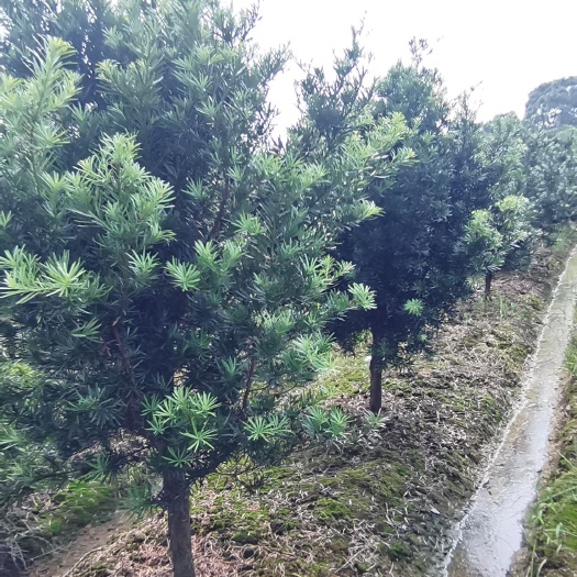 奉新县大量供应7公分罗汉松