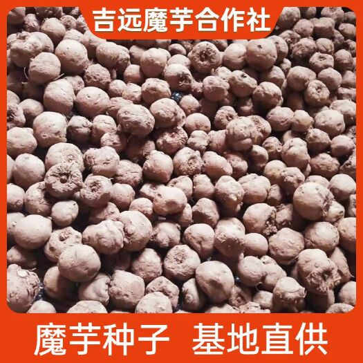富源县魔芋种子  楚花魔芋二代，抗病能力强，产量高，适合新手小白入手试种