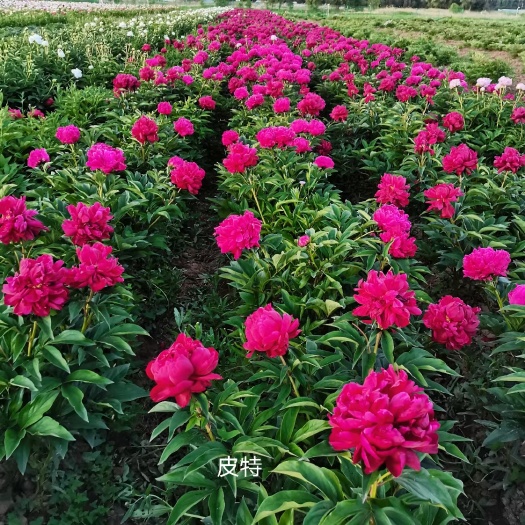 菏泽芍药花苗，千层重瓣芍药花苗，菏泽基地现货，现要现挖，保证质量
