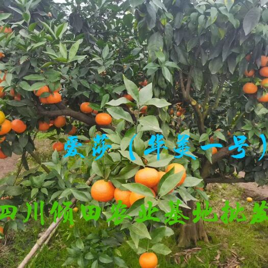 简阳市爱莎华美一号柑桔苗（华美1号）特早熟华美柑橘苗