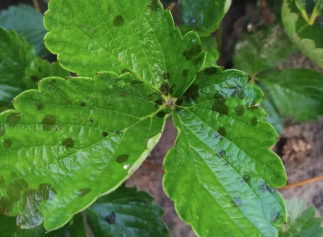 草莓苗新长出的嫩叶上都长出这种黑色斑点这种应该用哪种药治疗