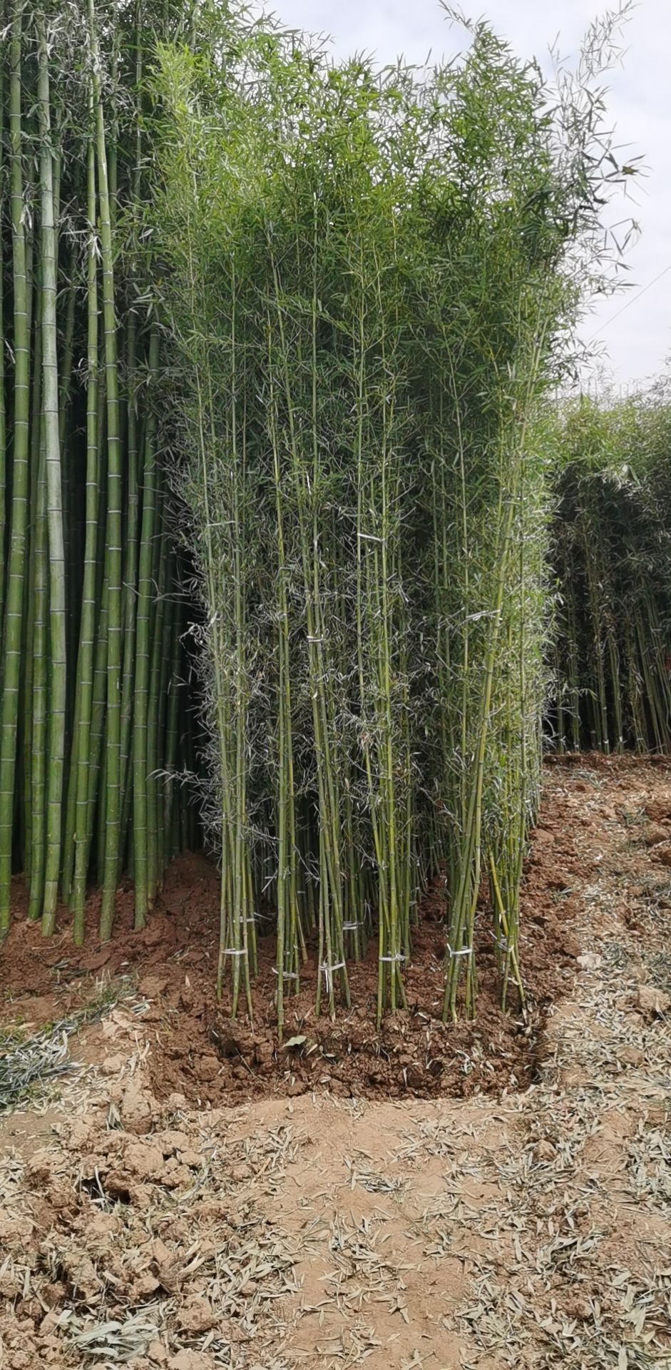 早园竹  1公分—10公分各种规格的移植竹苗，成活率高，品像好