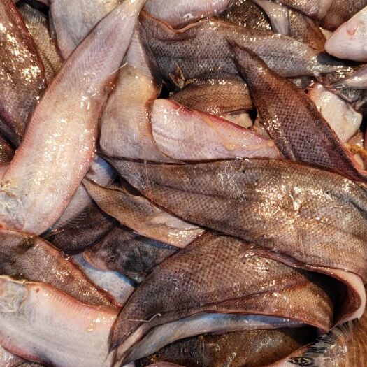 东港市鮟鱇鱼  海鱼各种海鱼批发全国发货一手货源质量保证欢迎各位老板下单