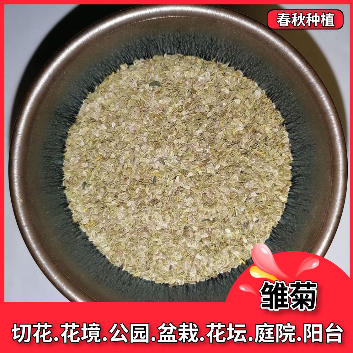 沭阳县小雏菊种子玛格丽特苗易爆盆四季易种易活雏菊盆苗室内外阳台庭院