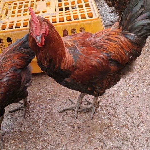 乐至县土鸡 血毛鸡苗
