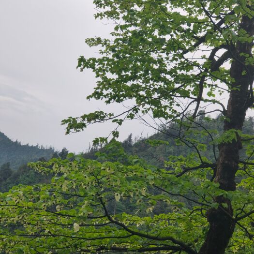 雷波县 八月高山刺竹笋