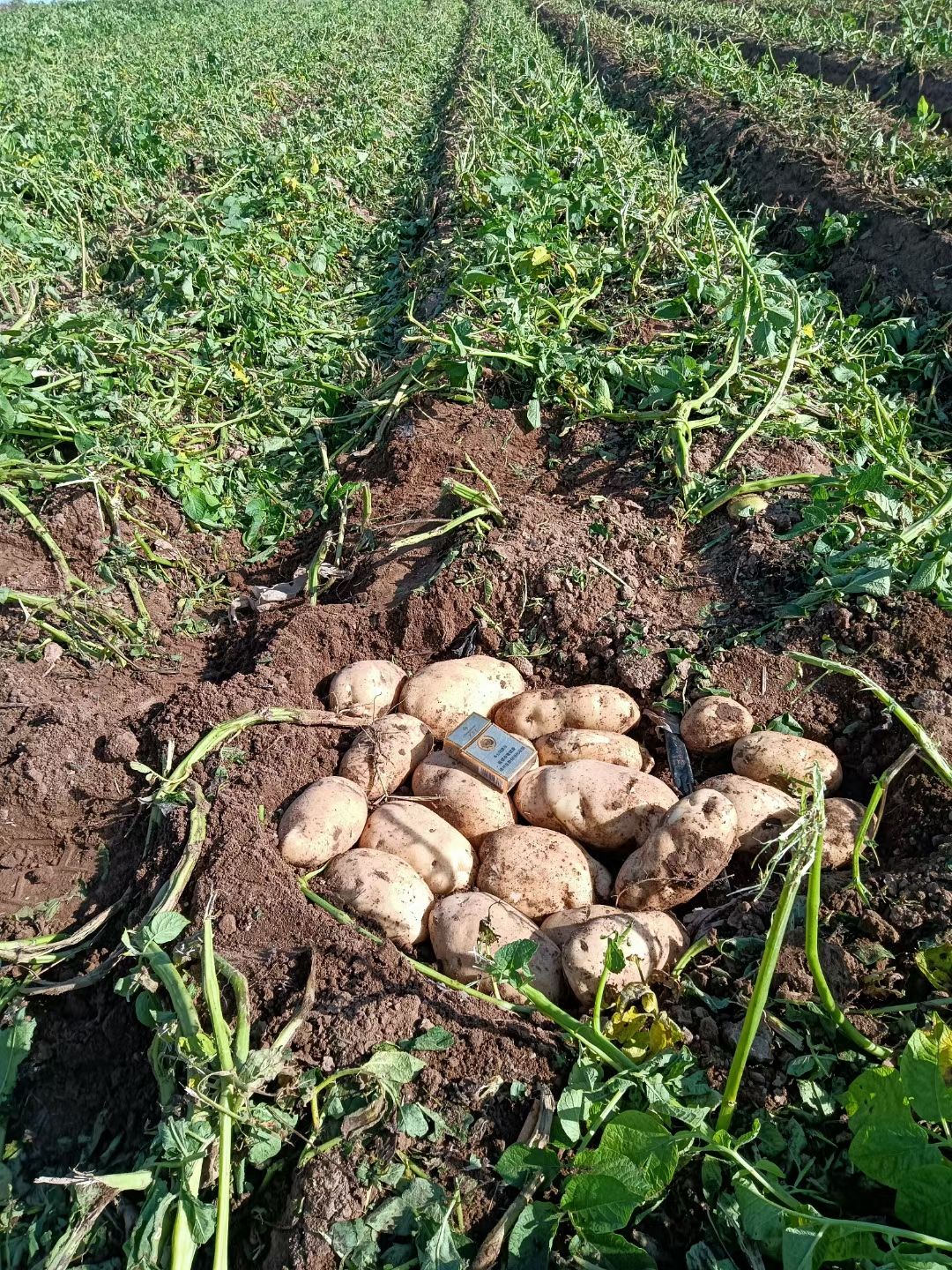 226土豆  226开圈，要的速速，好货好价，个大货好！要的速度！