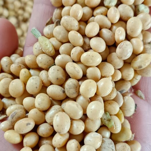 钟祥市黄大豆 湖北537早黄豆大量上市中，大量出售早黄豆晚黄豆！