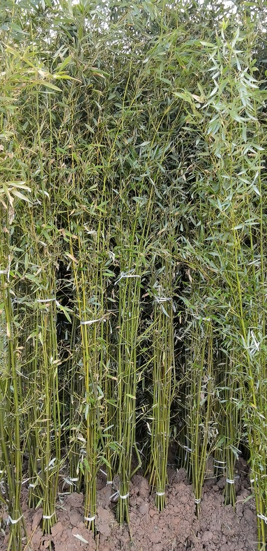 早园竹  1公分—10公分各种规格的移植竹苗，成活率高，品像好