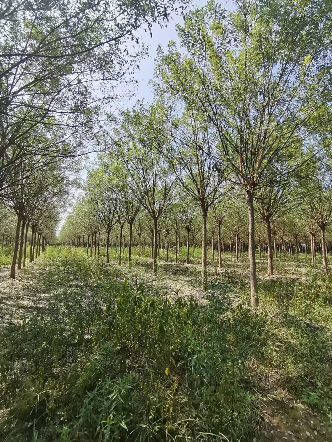 速生国槐  国槐