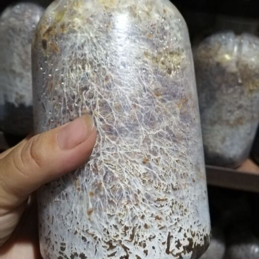 汉中大球盖菇菌种  大球盖菇，大红菇
赤松茸