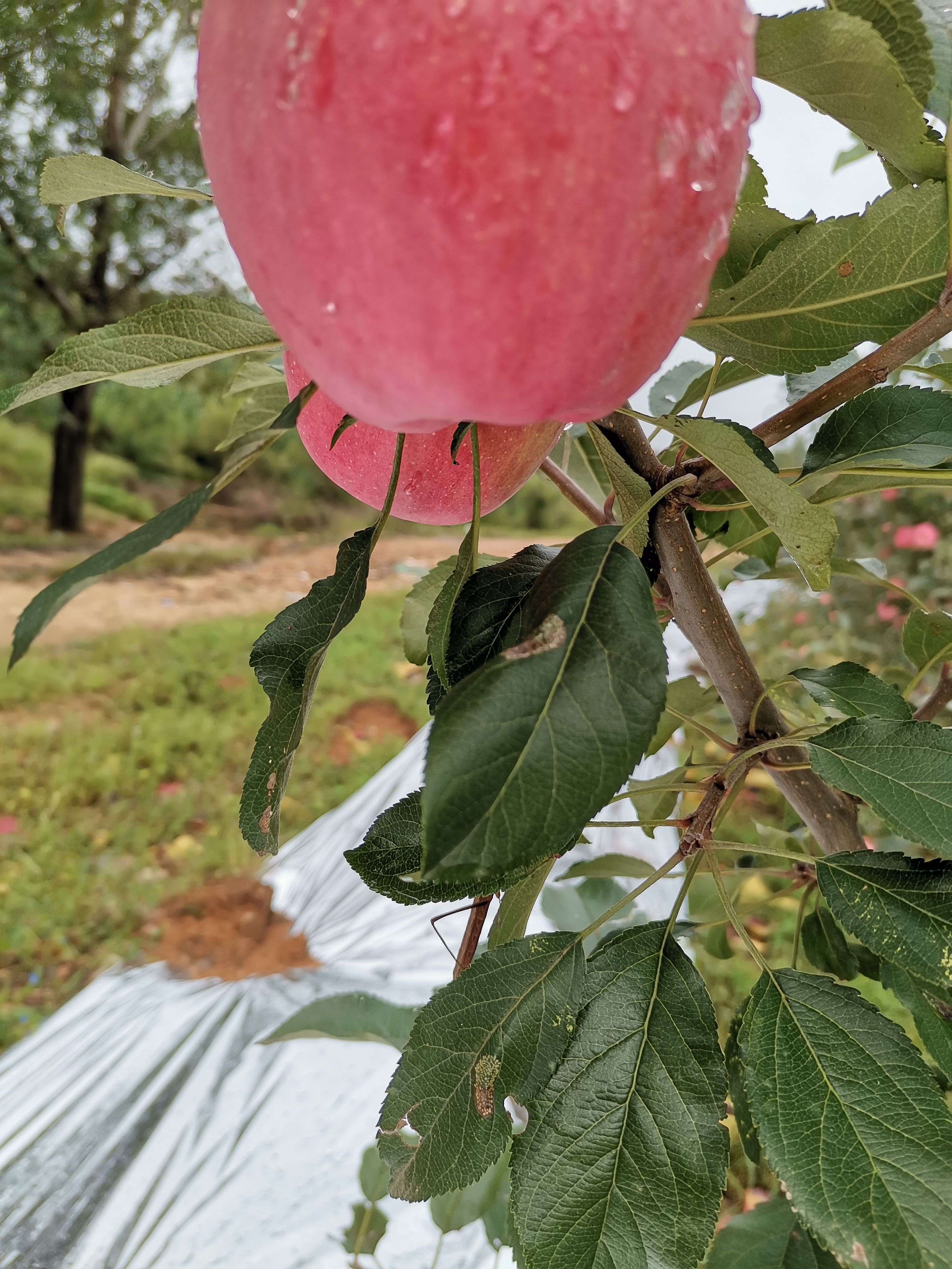 红富士苹果 绥中岳阳红苹果色泽鲜艳皮溥，酸甜口好吃不贵