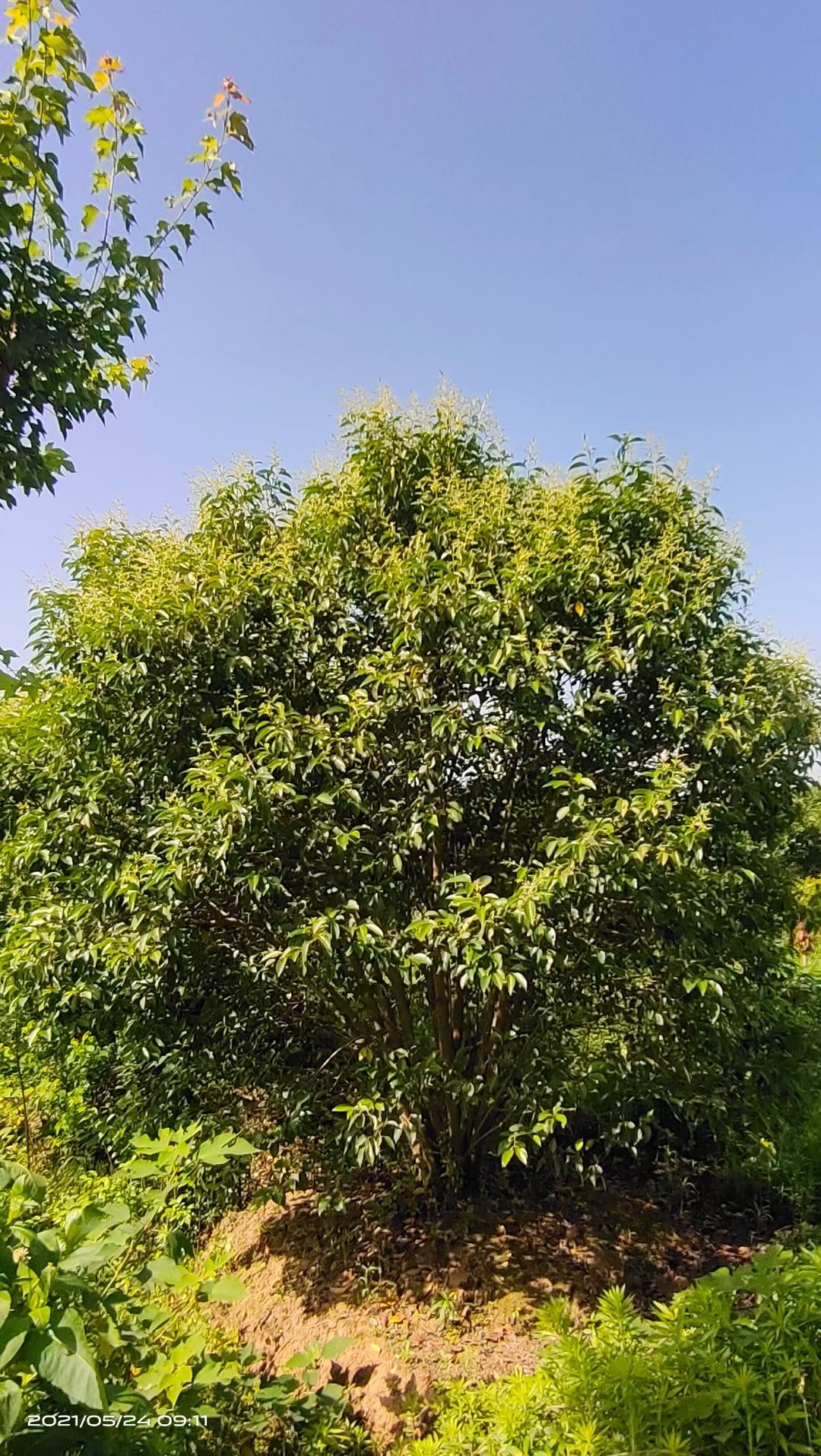 丛生大叶女贞价格，丛生大叶女贞产地