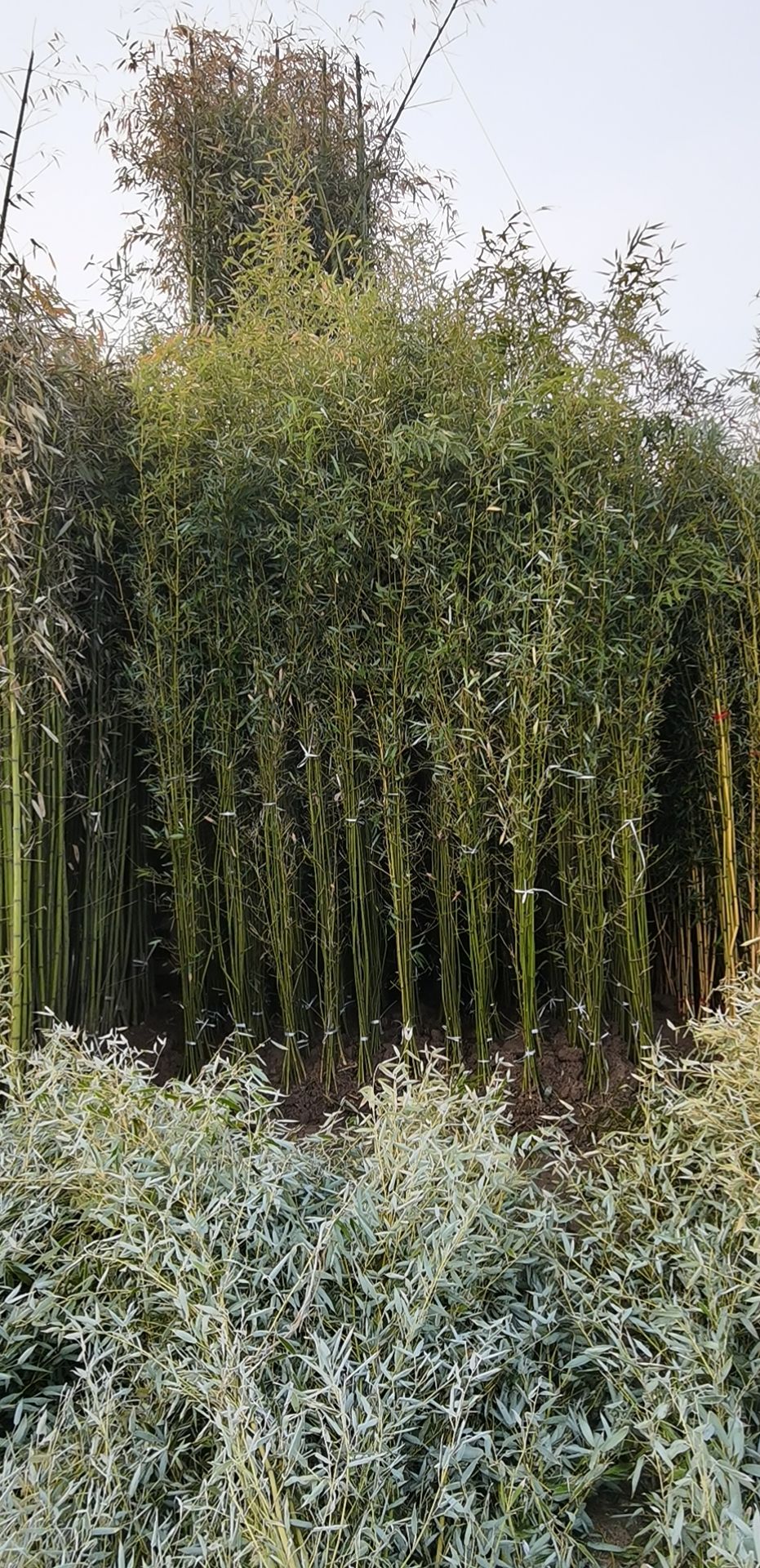 早园竹  1公分—10公分各种规格的移植竹苗，成活率高，品像好