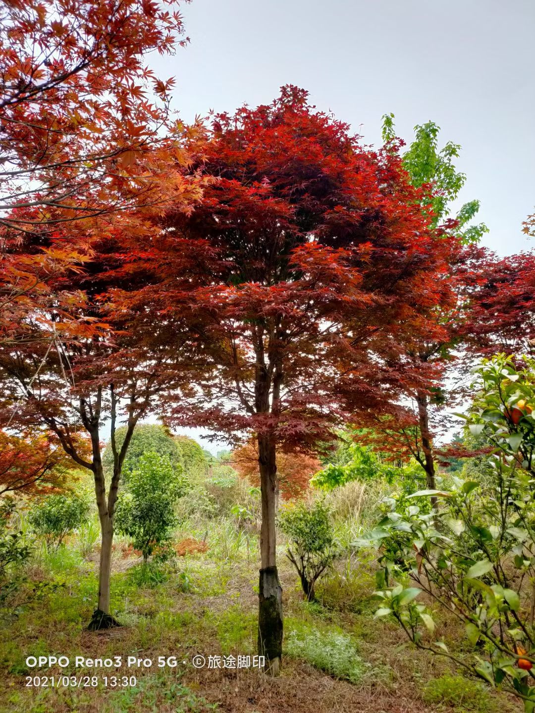 紅楓  紅楓樹