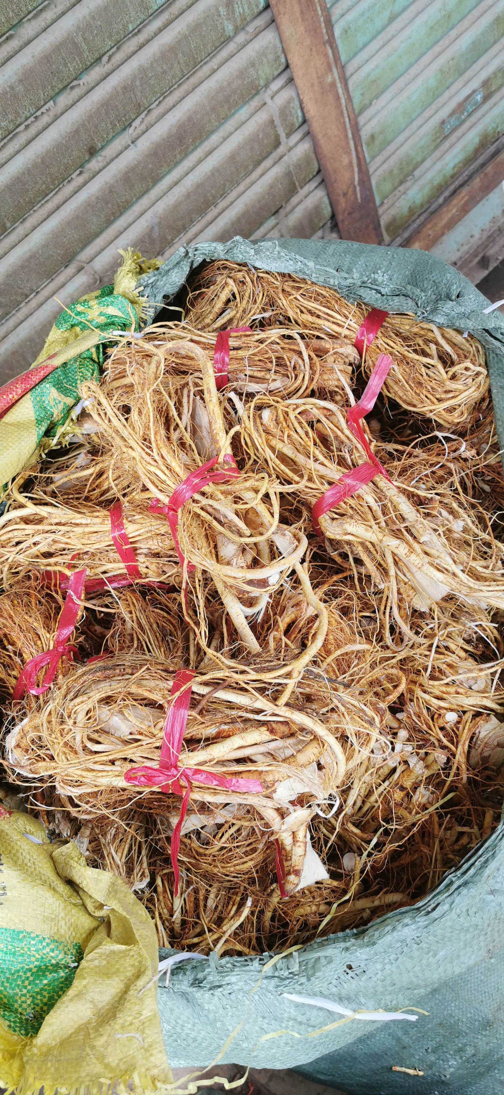 五指毛桃新鲜货/干货（长期有货）