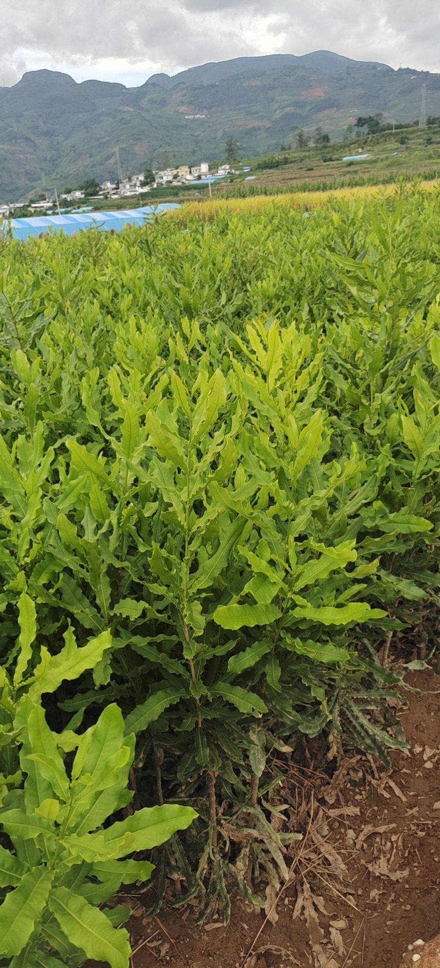 夏威夷果苗嫁接苗(澳洲坚果苗)，桂热一号靚苗，量大从优