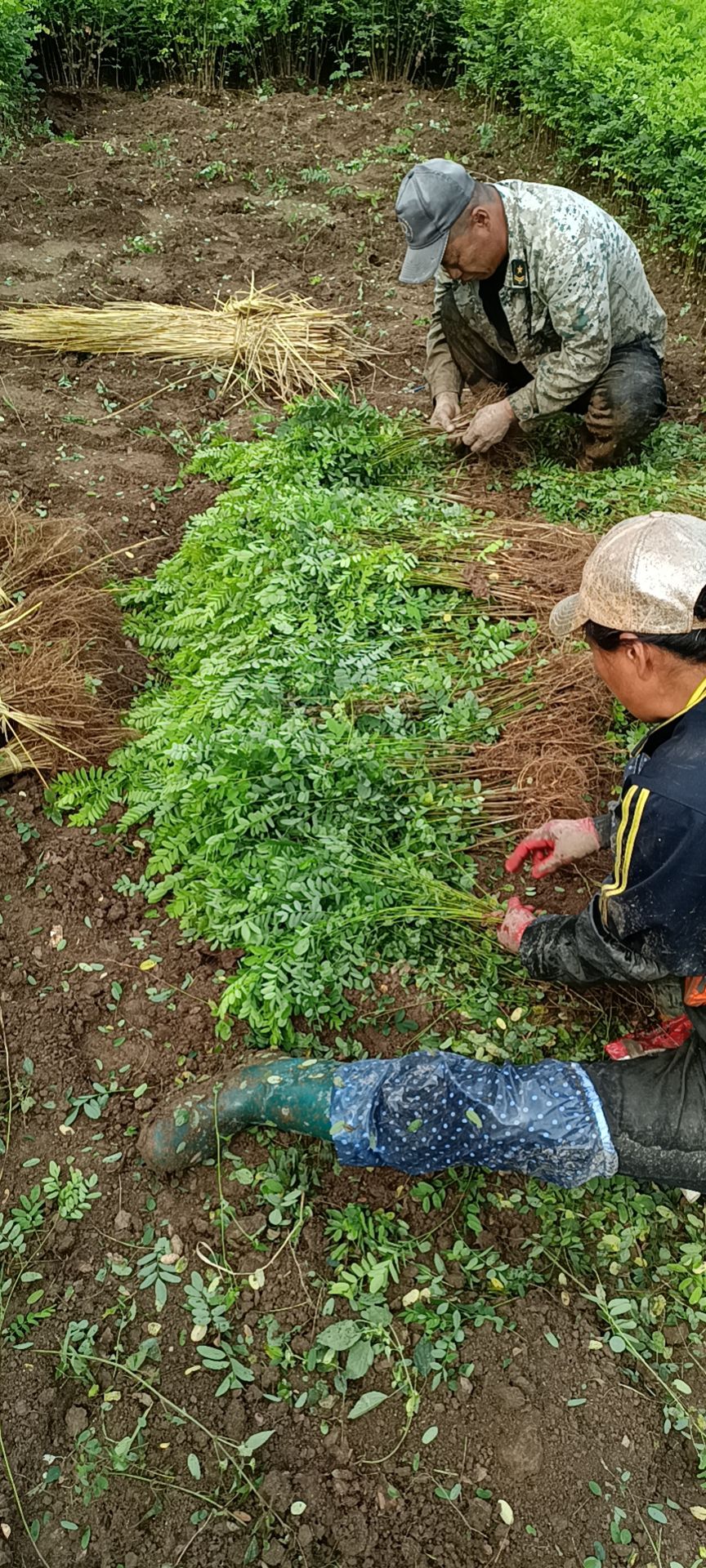 紫穗槐苗一年生棉条油条小苗大量供应