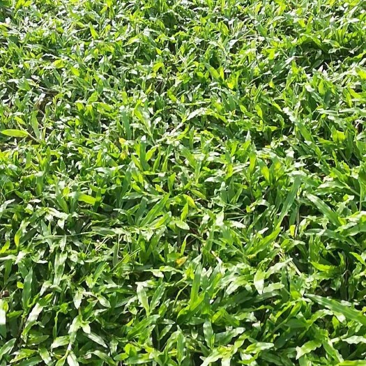 台山市大叶油草 