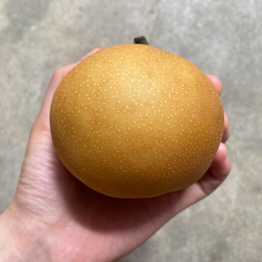 莱西市梨秋月梨