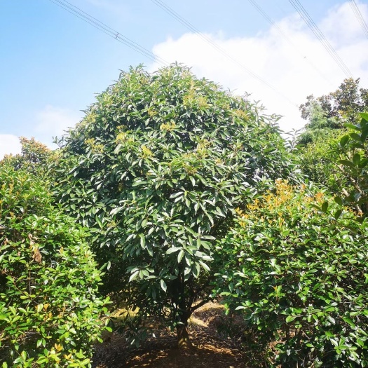 南京中华石楠，本石楠批量有货，规格齐全