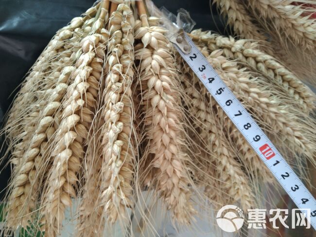 武农988，优质小麦种子，穗大粒多108粒左右。现在大量到货