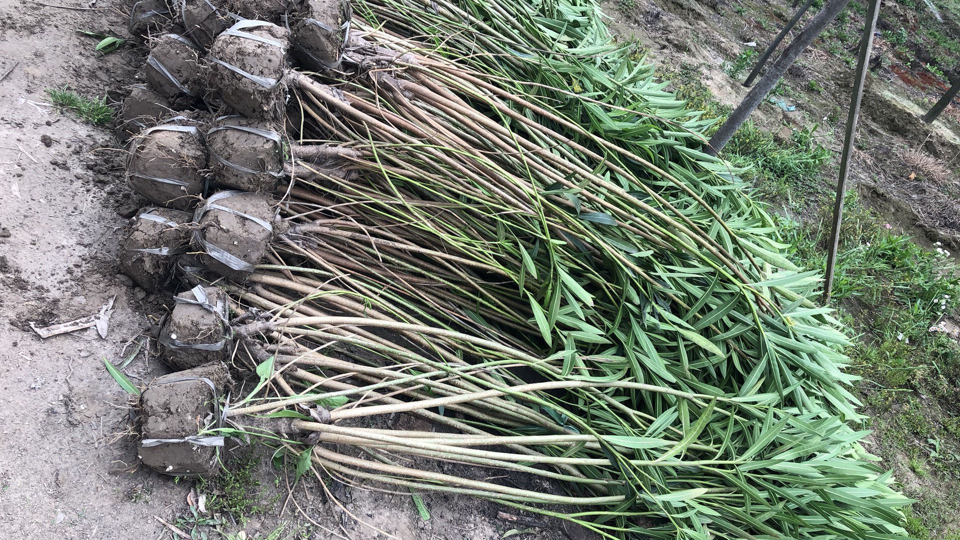 多头红花夹竹桃、粉花夹竹桃基地直销，货源充足量大从优。