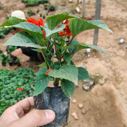  一串红基地，草花一串红大小盆