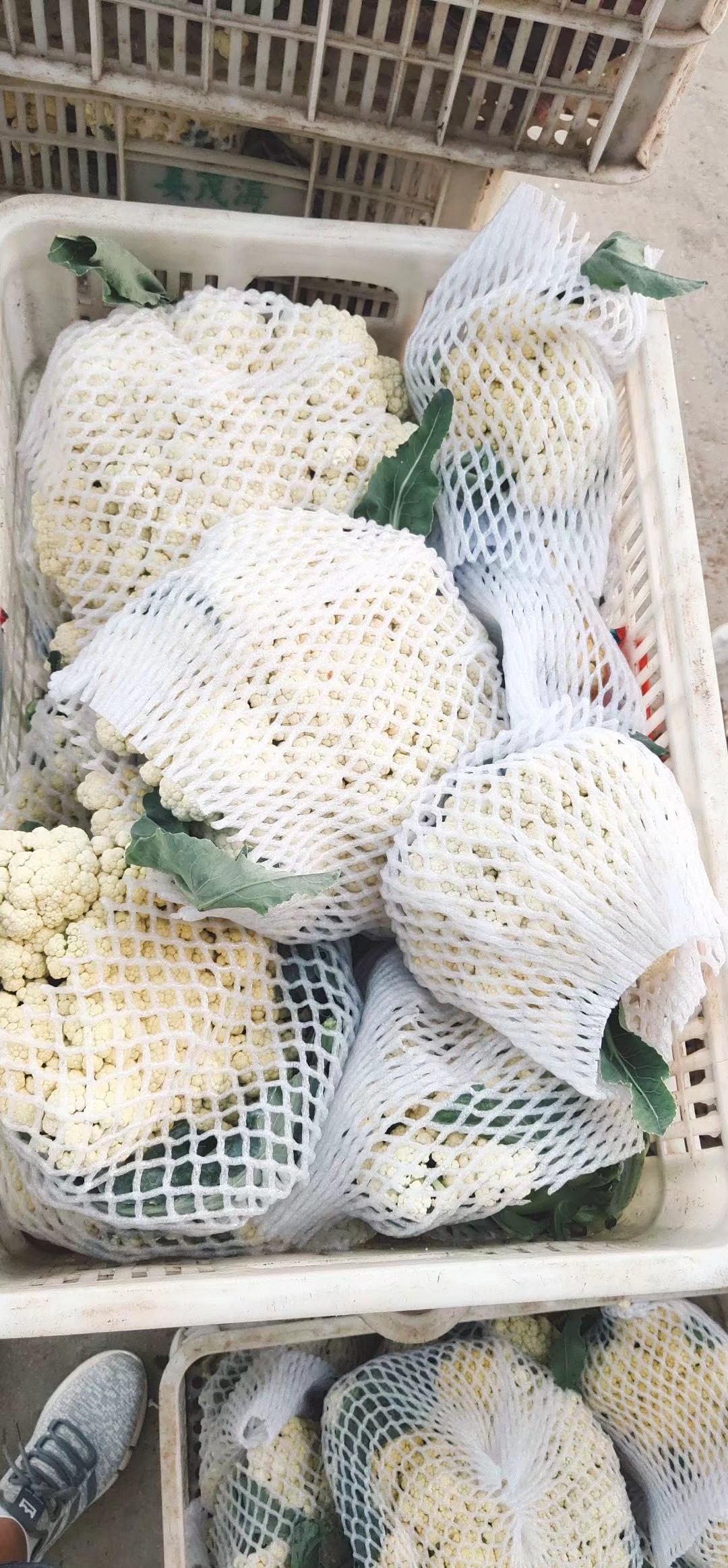 白花菜花  山东菜花，有机花菜，青梗松花菜大量供应
