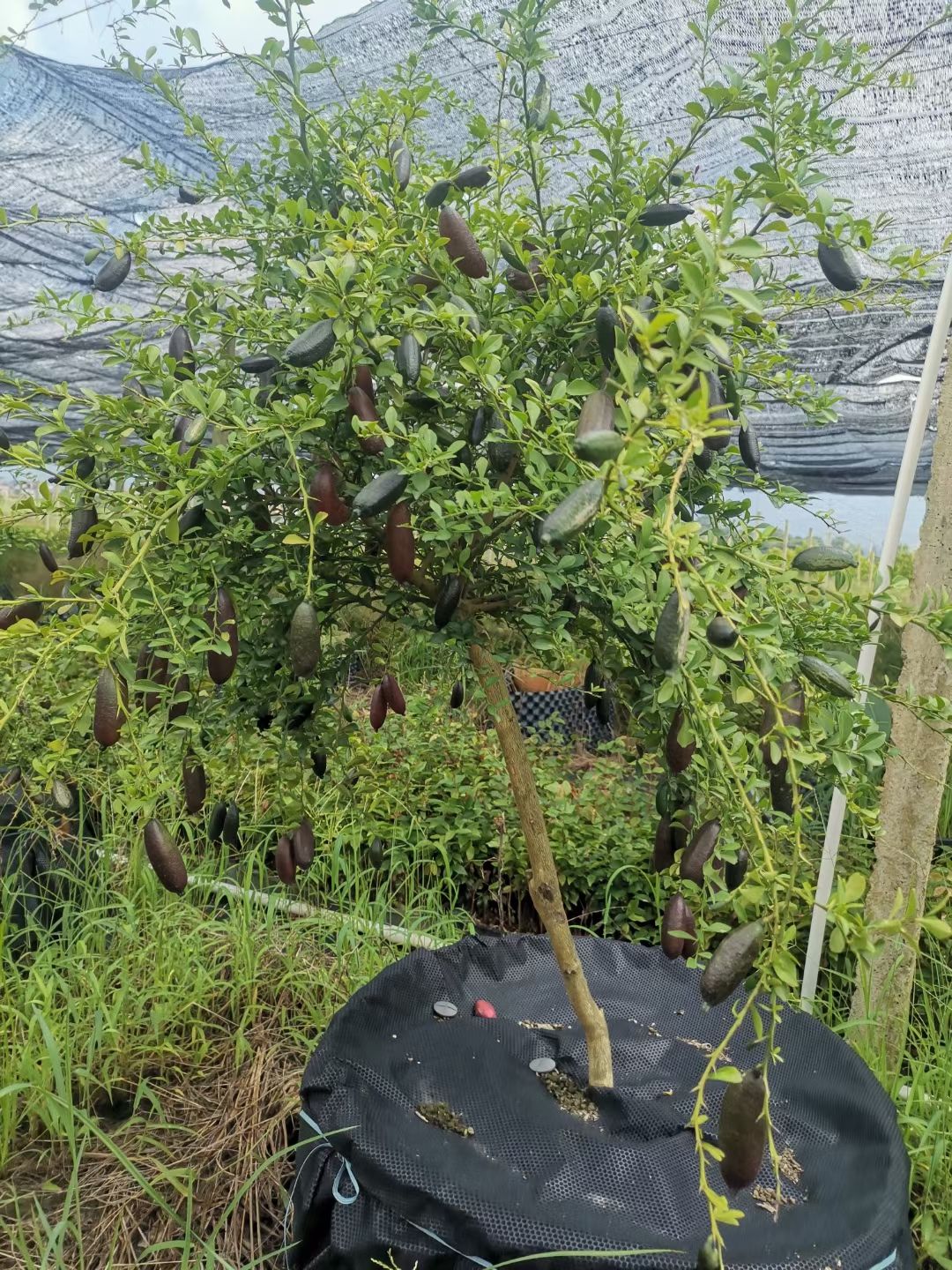 手指柠檬苗 也称指橙 适合地栽盆栽 正品嫁接苗 结果快 包邮