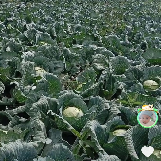 固原圆包菜 铁头包菜