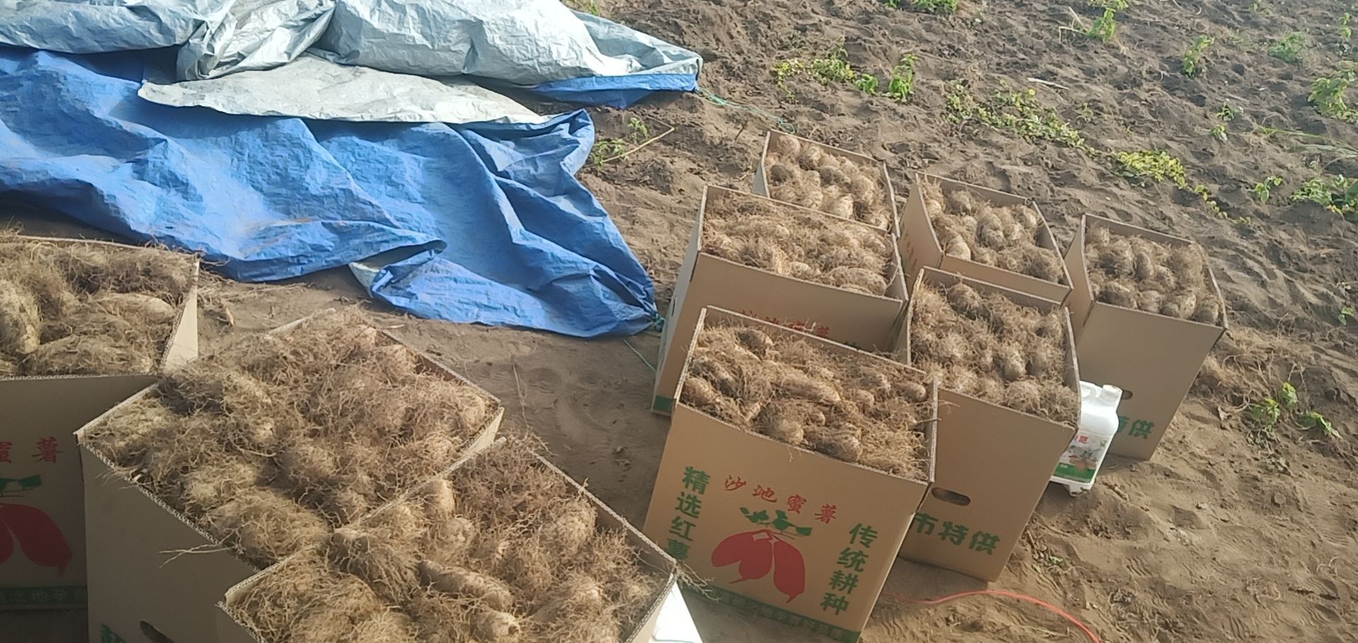 毛薯（甜薯或翻公薯）
