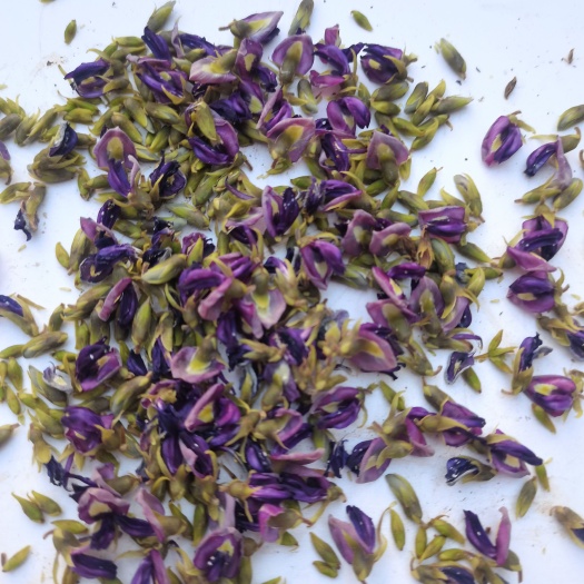 葛花/葛根花/葛花干货/葛花批发/小葛花／大葛花‘