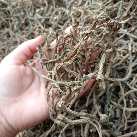 蒲公英  根又名黄黄苗 河南特产配鸡熬汤，配绿豆排骨熬汤香！