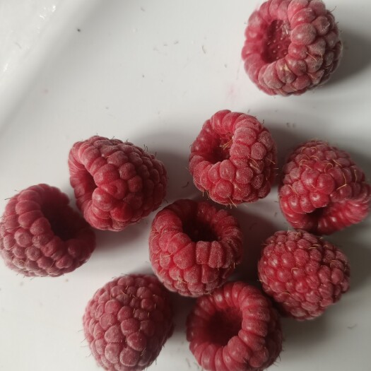 宁武县树莓，中医称为覆盆子，可直接食用也可加工成果汁果酱红酒