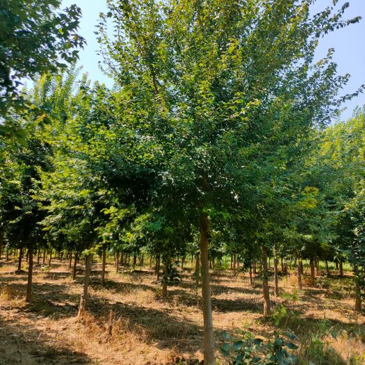 郓城县 财林苗木种植专业合作社，常年大量出售工程用苗：国槐，三角枫