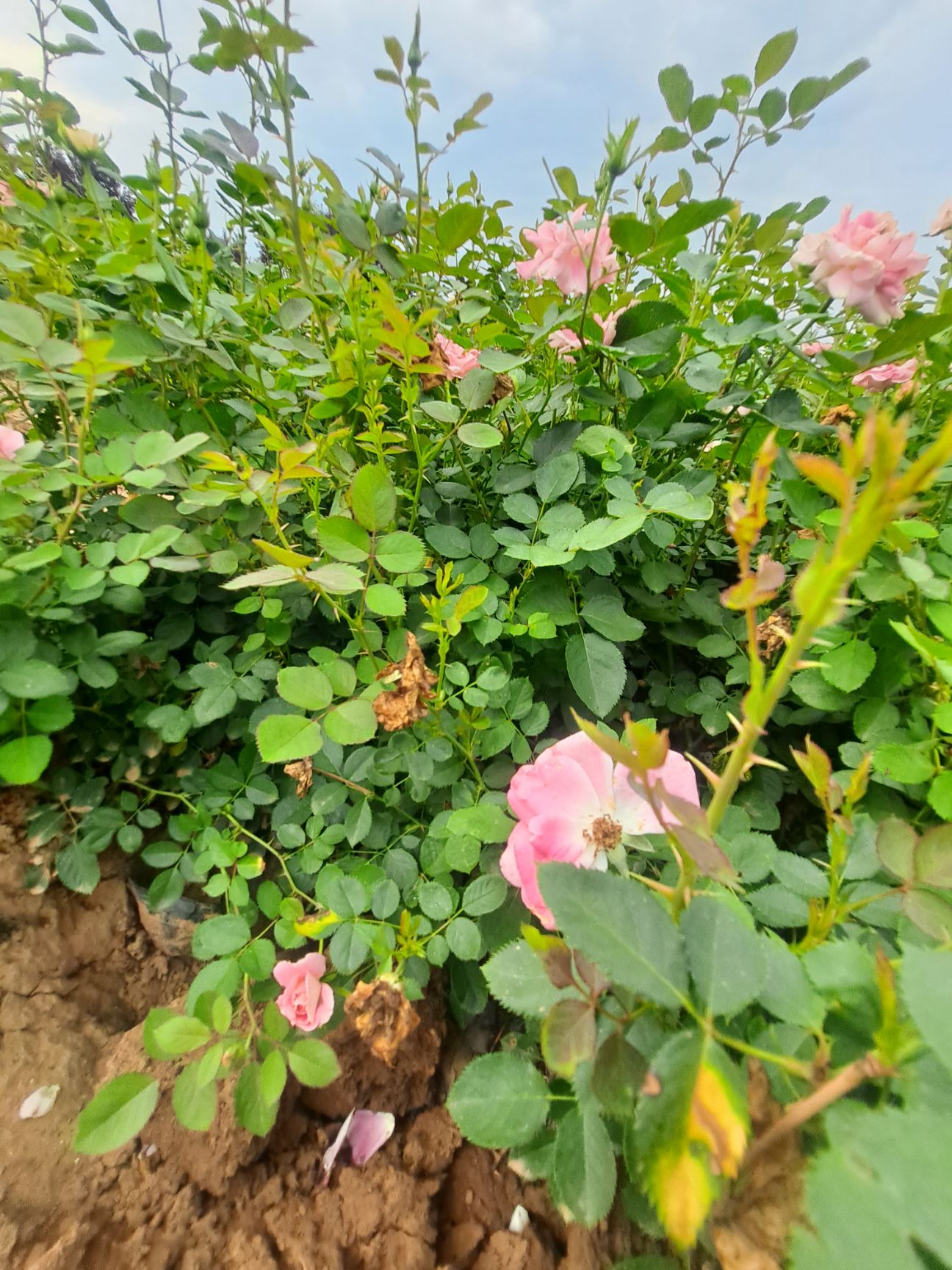 丰花月季 营养杯丰花月季 40厘米丰花月季杯苗 陕西月季基地