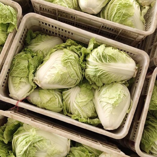 矮白菜  夏阳白菜，抗热王白菜，山东大白菜，济南白菜供应