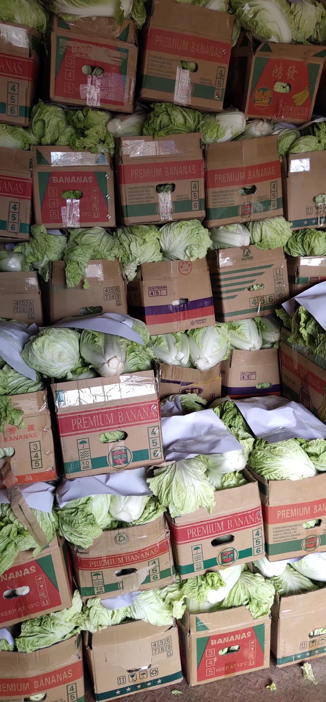 矮白菜  夏阳白菜，抗热王白菜，山东大白菜，济南白菜供应