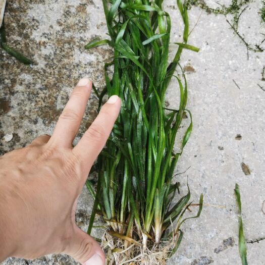 洪湖市小龙虾养殖水草四季短叶矮生苦草苗种籽水韭菜扁担草种子鱼塘