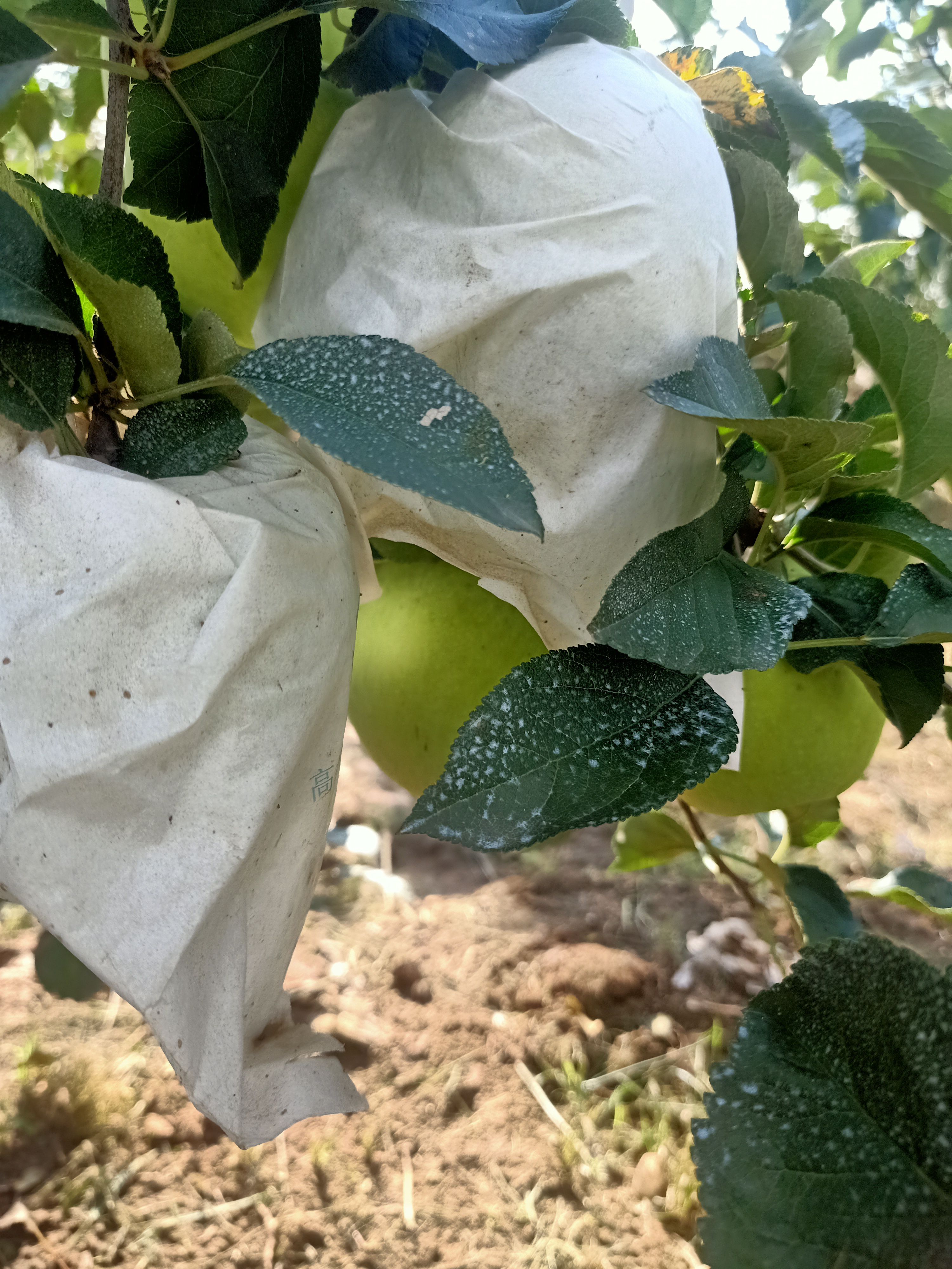 明月  青岛胶州自家果园种的明月苹果，甜，脆，
