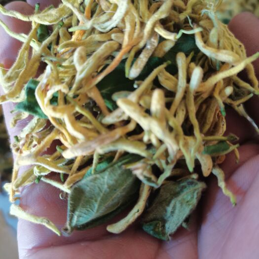 蒲城县金银花北花一号