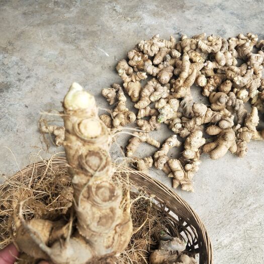 龙陵县竹节参于开挖，欢迎各位老板前来选购