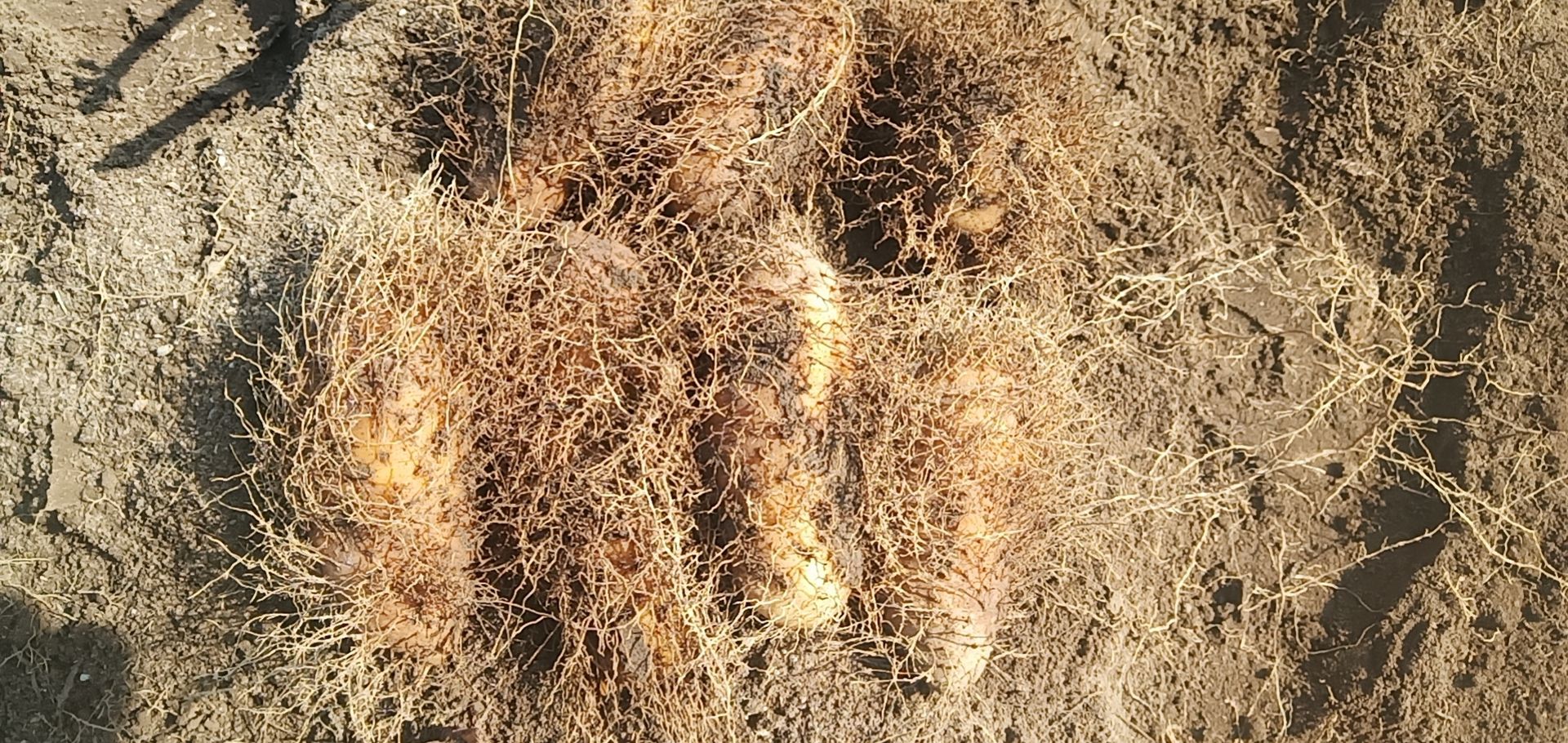 毛薯（甜薯或翻公薯）