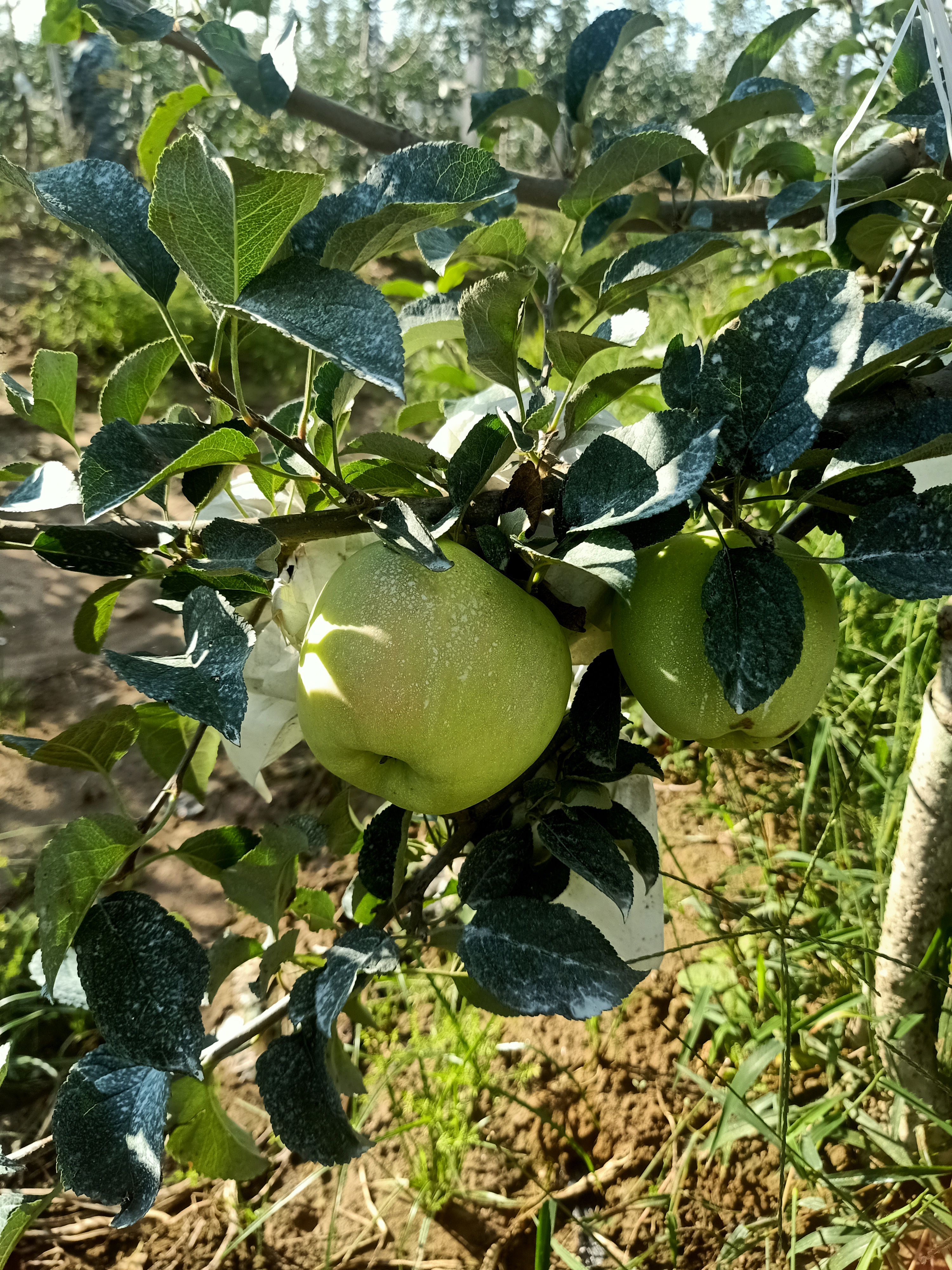 明月  青岛胶州自家果园种的明月苹果，甜，脆，