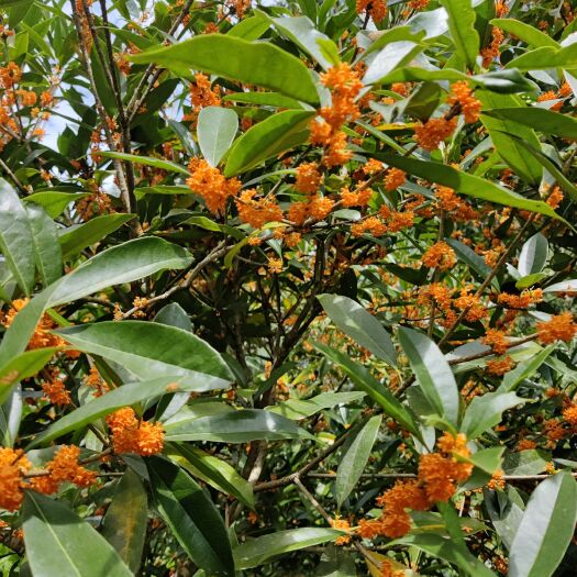  丹桂桂花树直径5~20公分不等