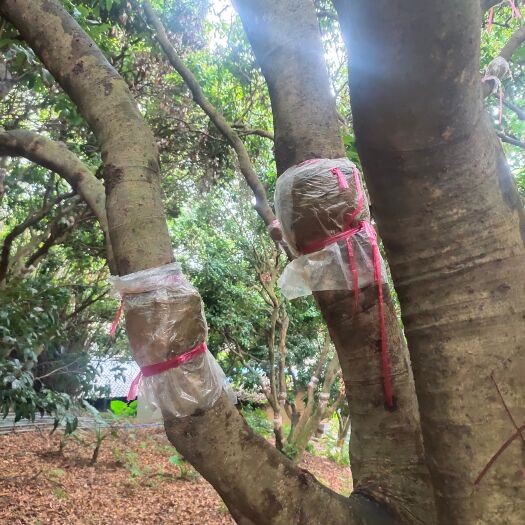 佛冈县炭 荔枝木烧碳